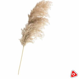 Сухоцветы "Пампасы" длинная ветка в упаковке, бежевые
